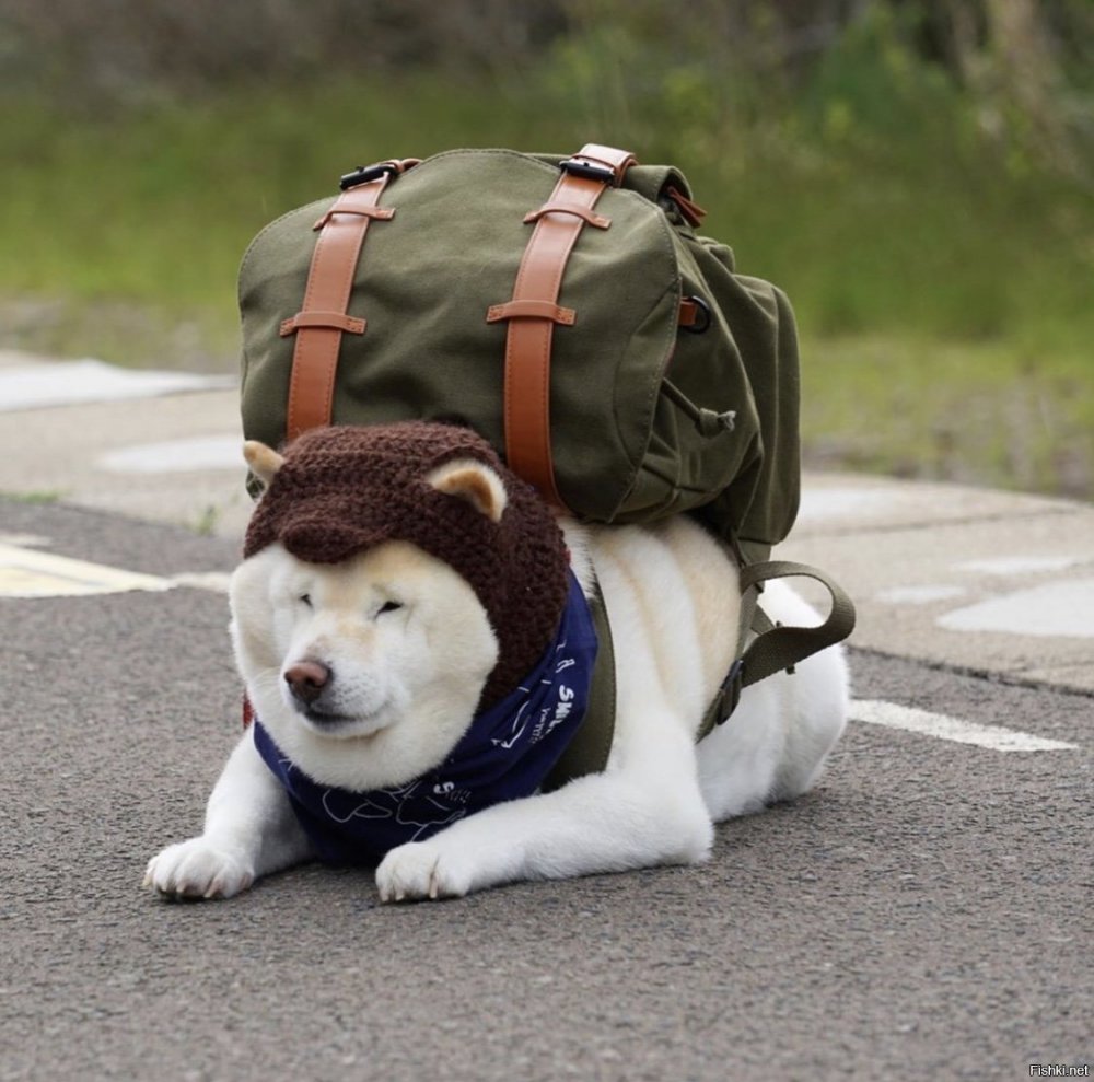 Собака с портфелем