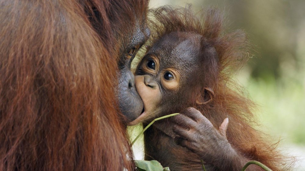 Новорожденный орангутан