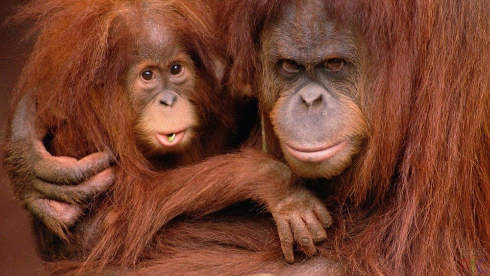 Горилла шимпанзе и орангутанг