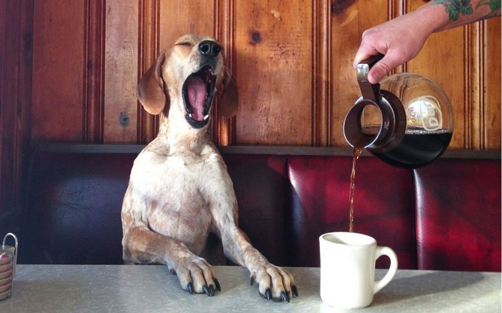 Собака с чашкой кофе