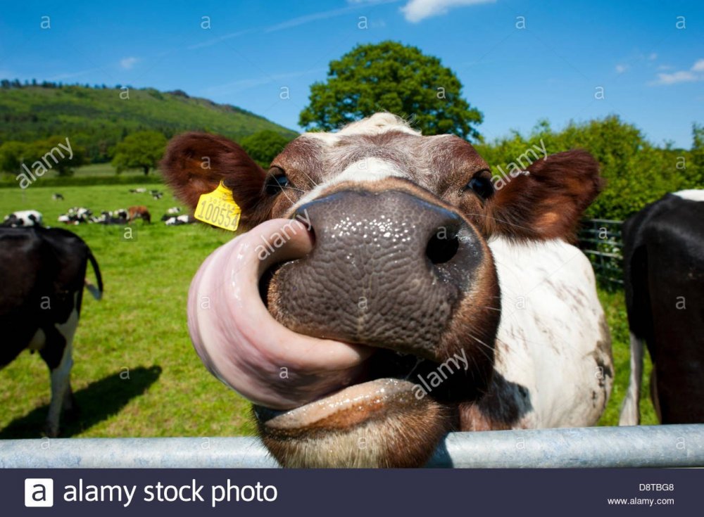 Смешные коровы
