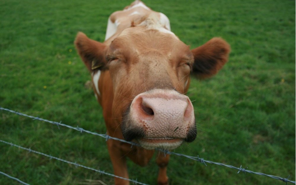 Корова улыбается