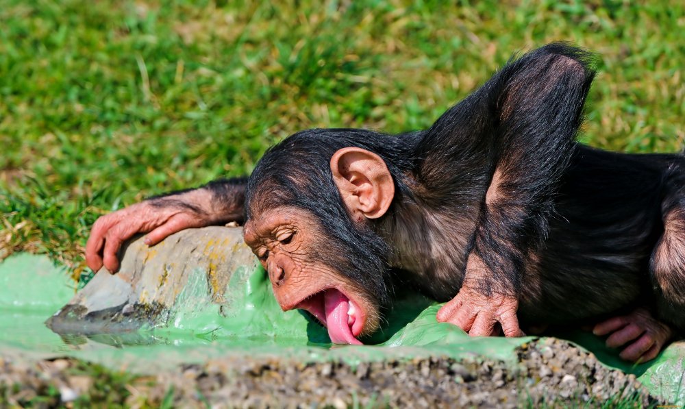 Шимпанзе смешные