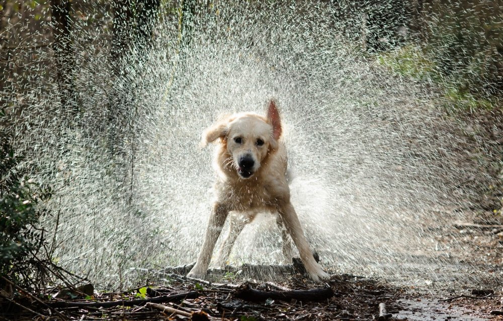 Смешные мокрые собаки