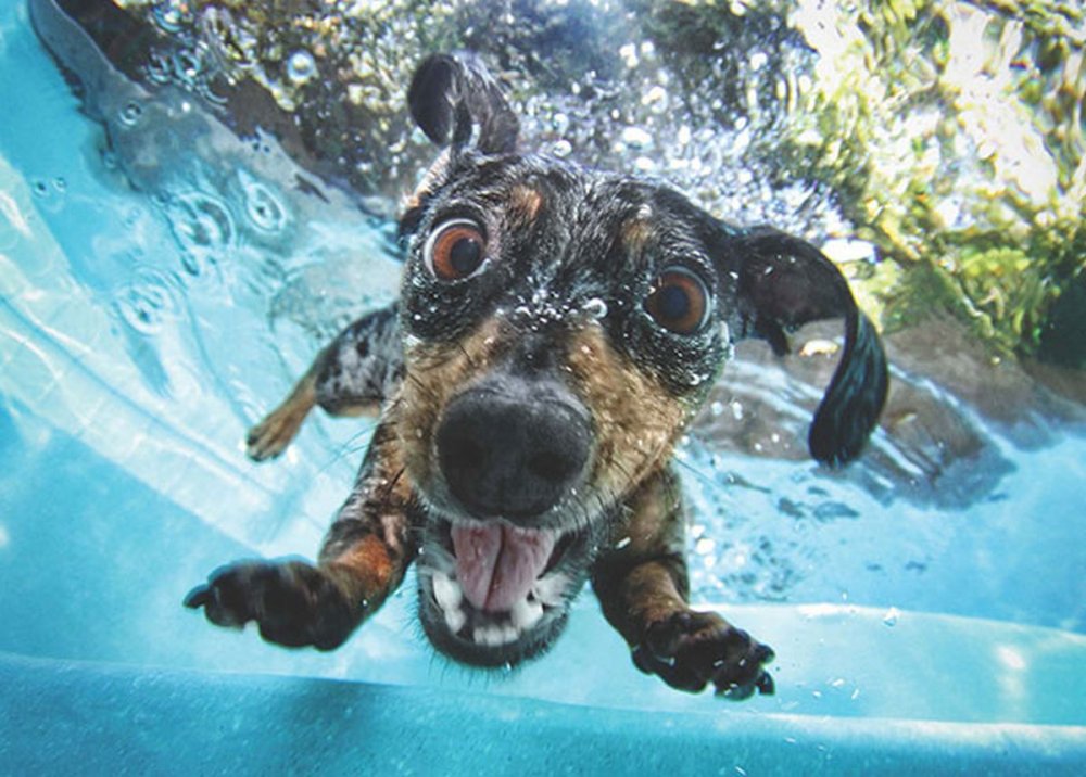 Промокшая собака