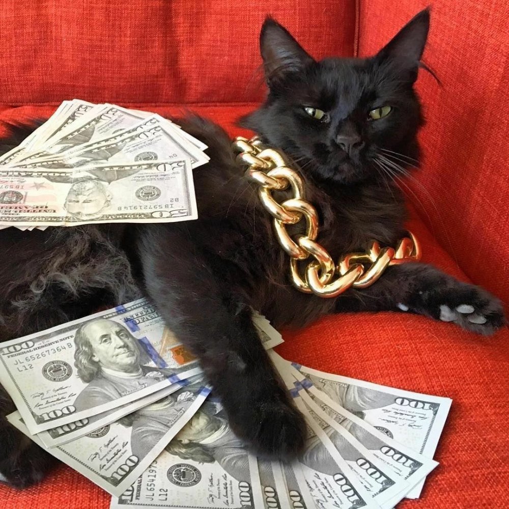 Кошка с деньгами