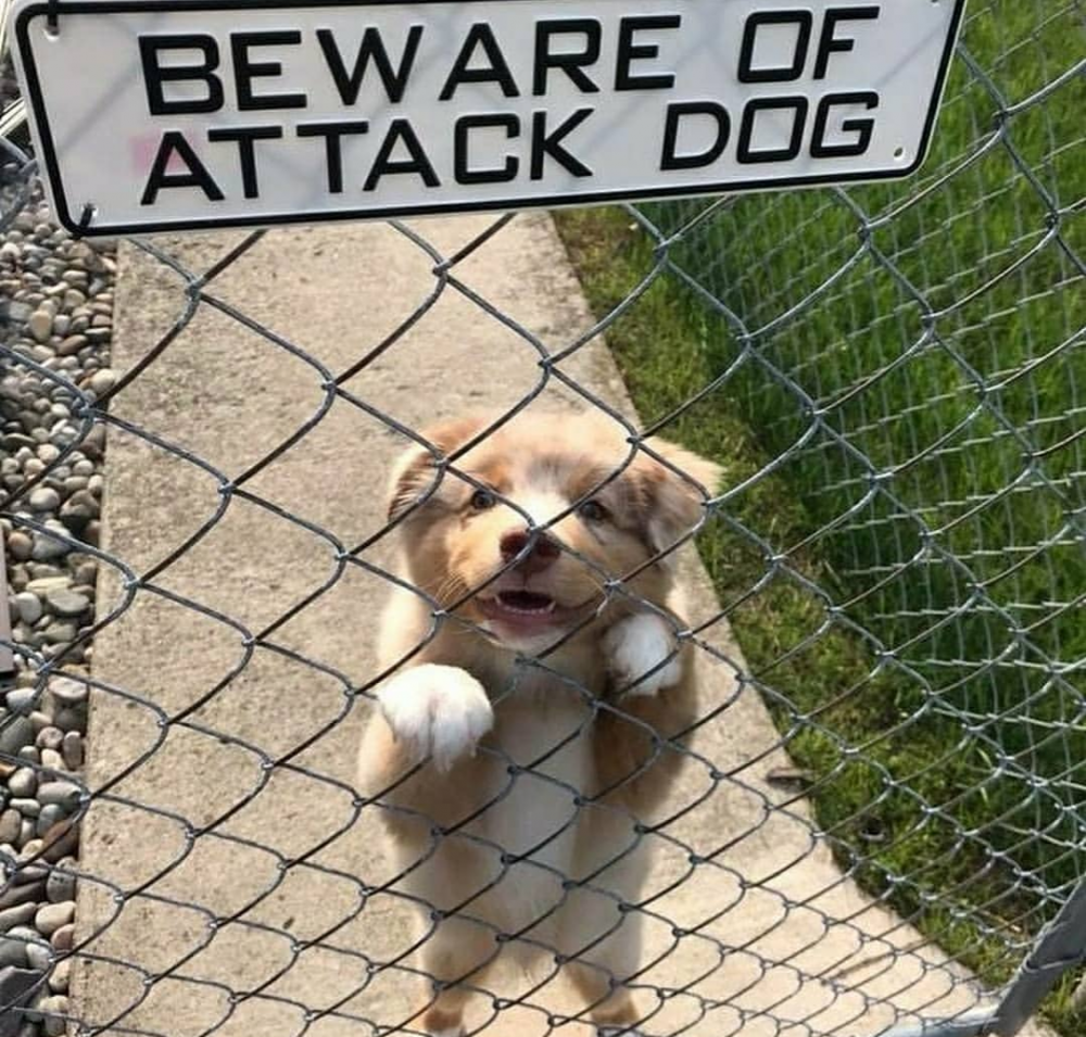 Осторожно злая собака прикол