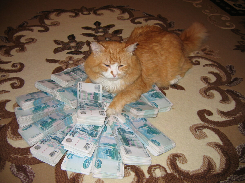 Рыжий кот с деньгами