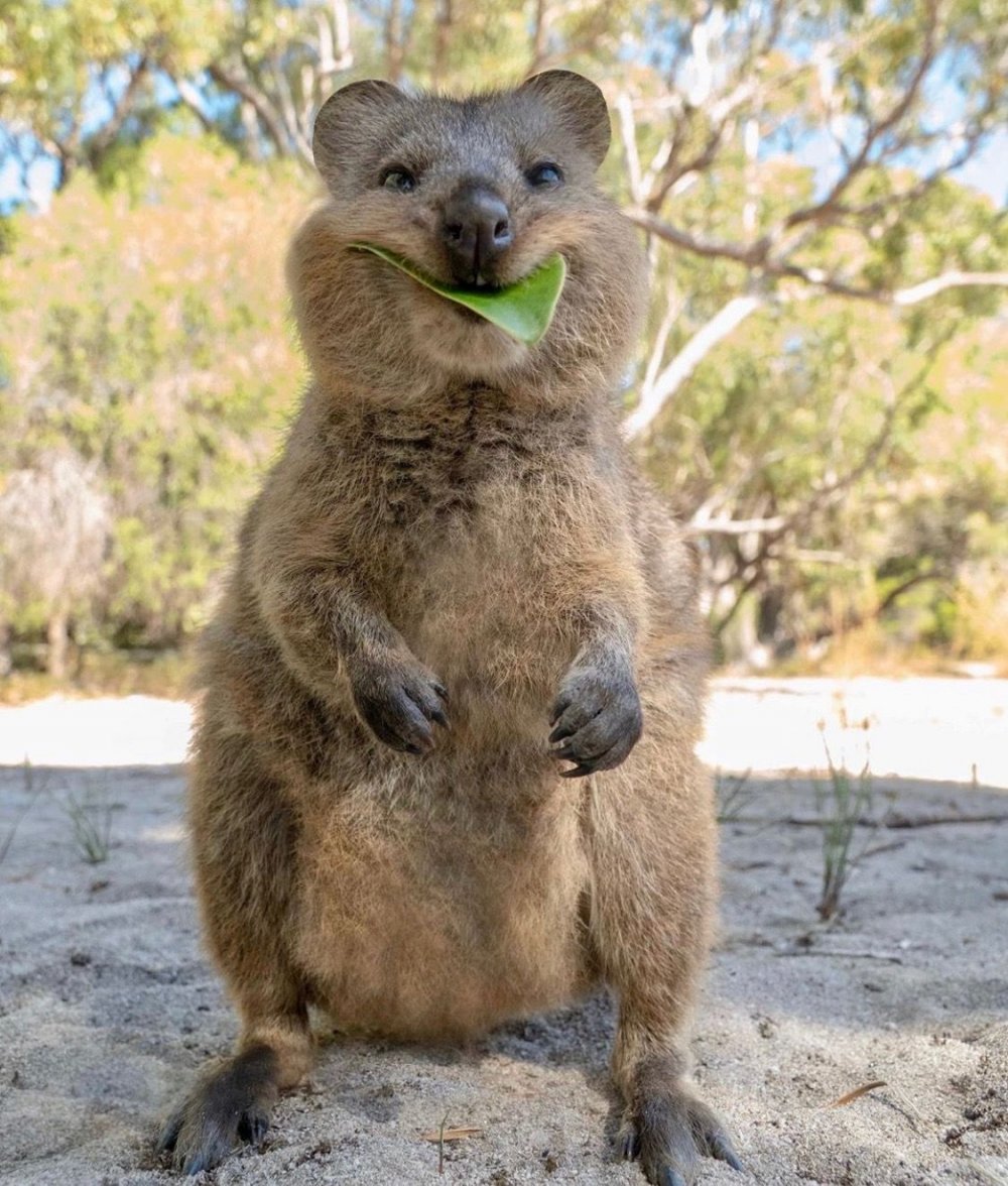 Австралийский зверек Квокка