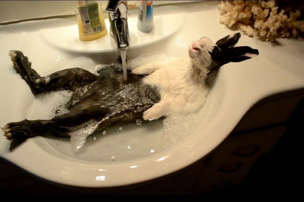 Животное в ванной
