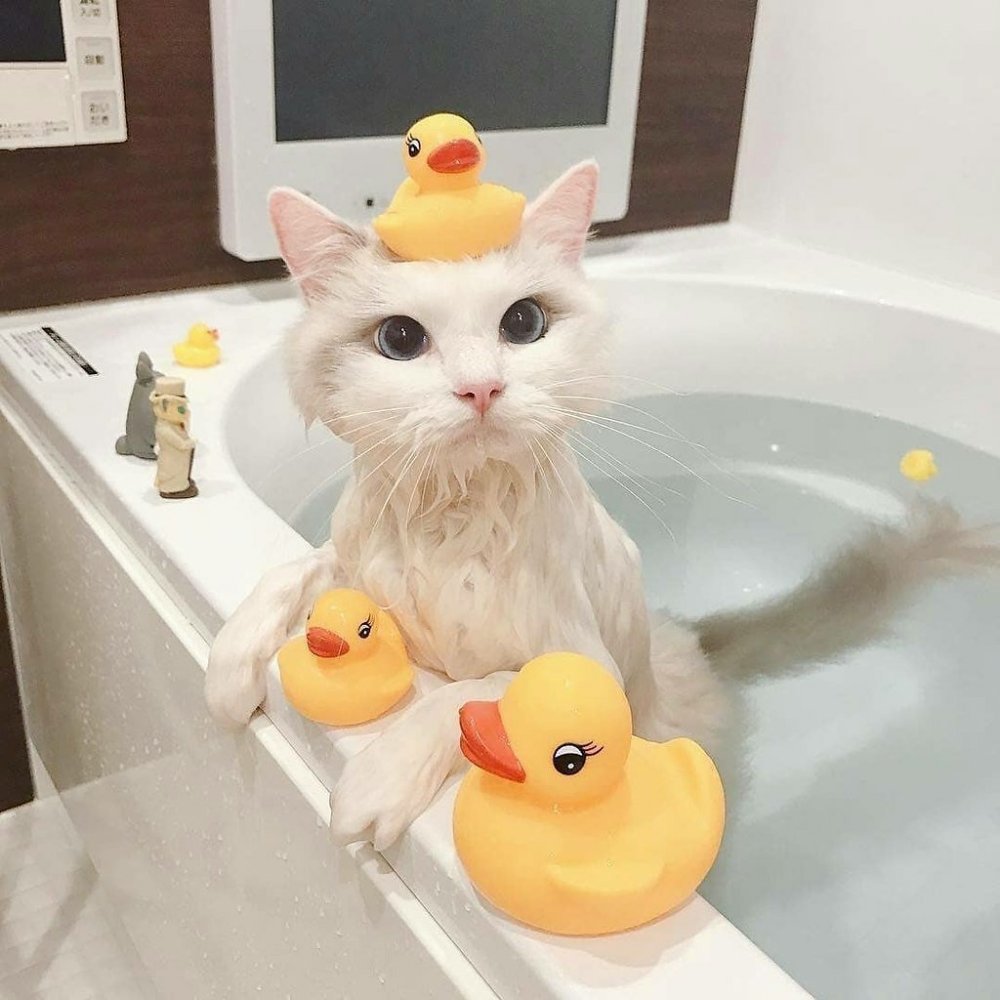 Кошка в ванной