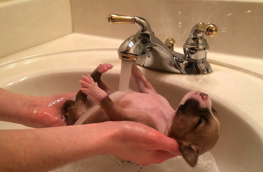 Животные в ванной смешные