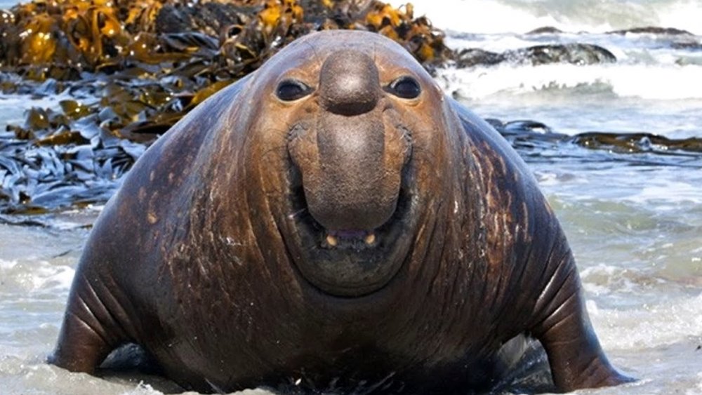 Морской слон тюлень морж