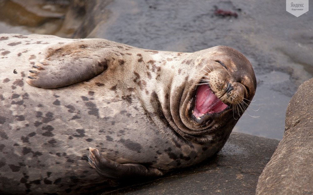 Моржи тюлени морские котики