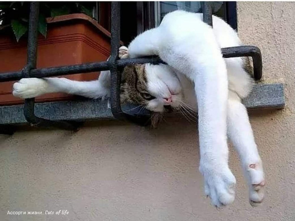 Кот спит в необычной позе