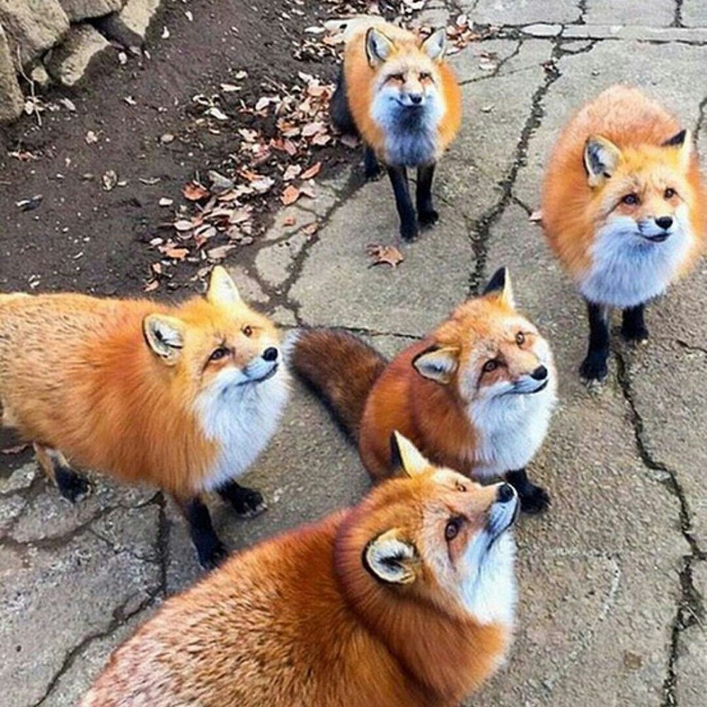 Парк лисиц в Японии