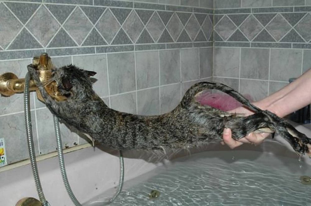 Черный котик в ванной
