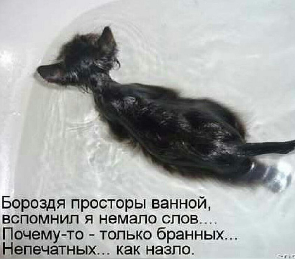 Кот в тазике с водой