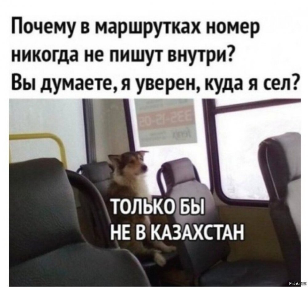 Кот автобус Мем
