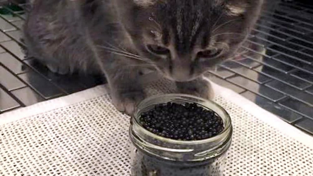 Кот ест черную икру