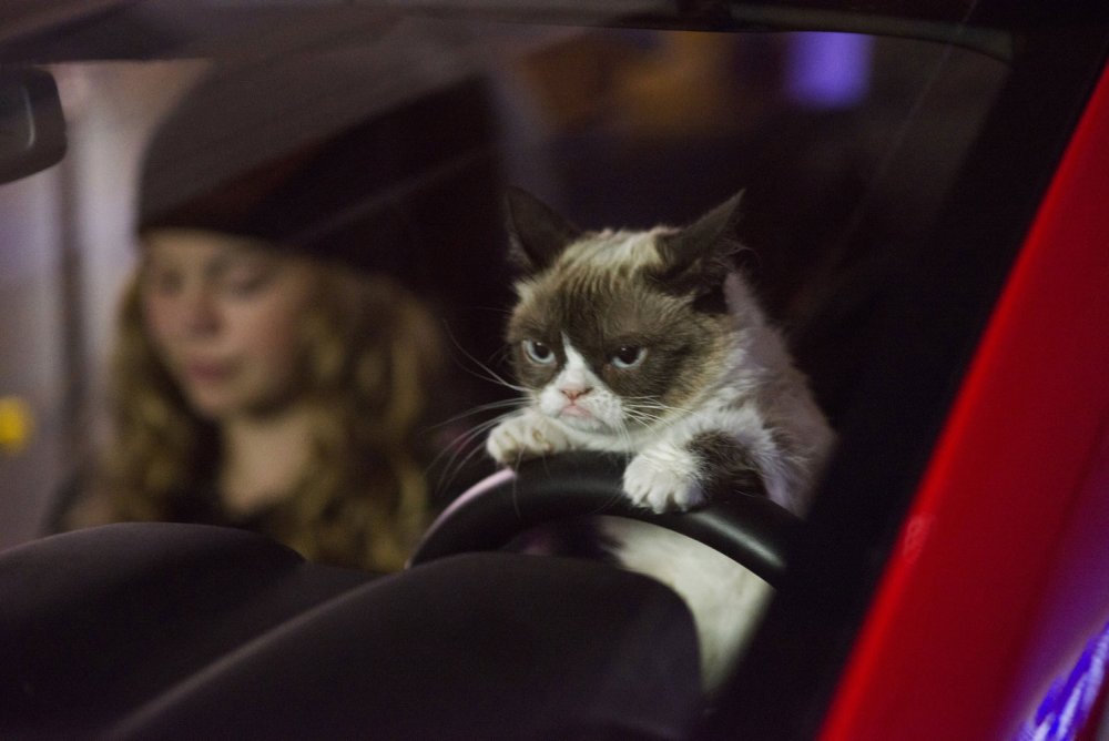Кот за рулём машины