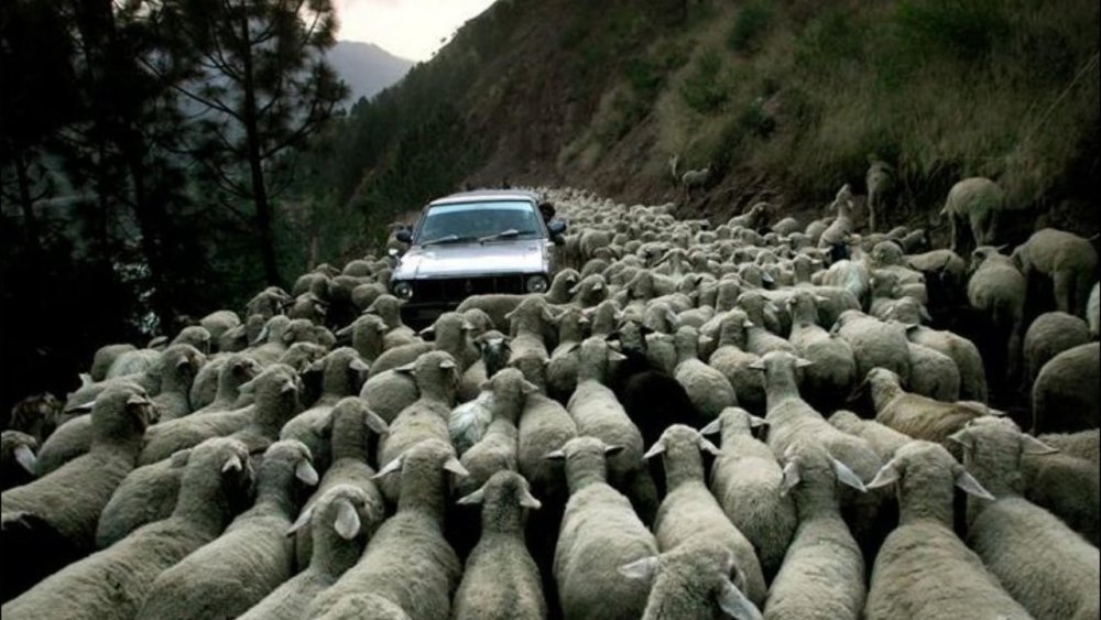 Стадо овец на дороге