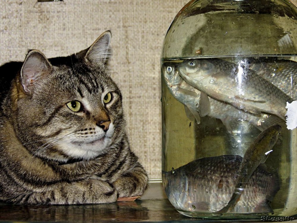 Рыбка с котиком приколы