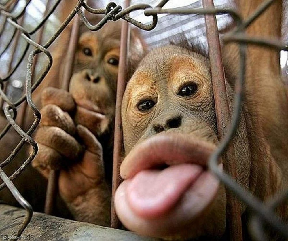 Приколы с обезьянами