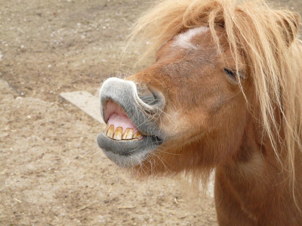 Смешное лицо лошади
