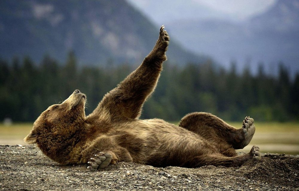 Медведь лежит