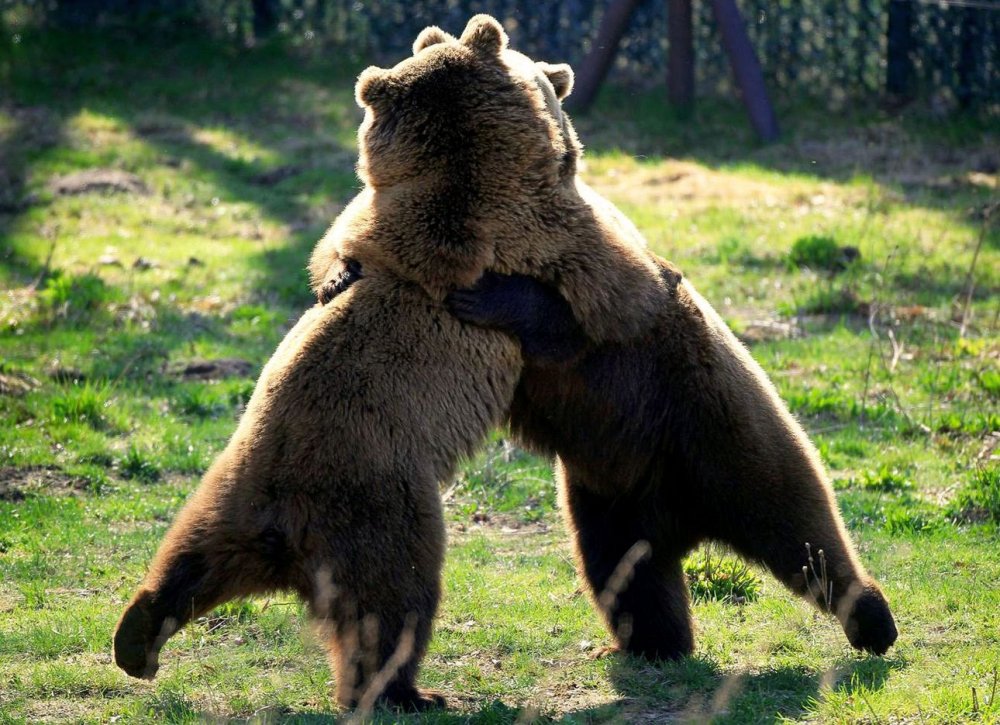 Медвежьи объятия