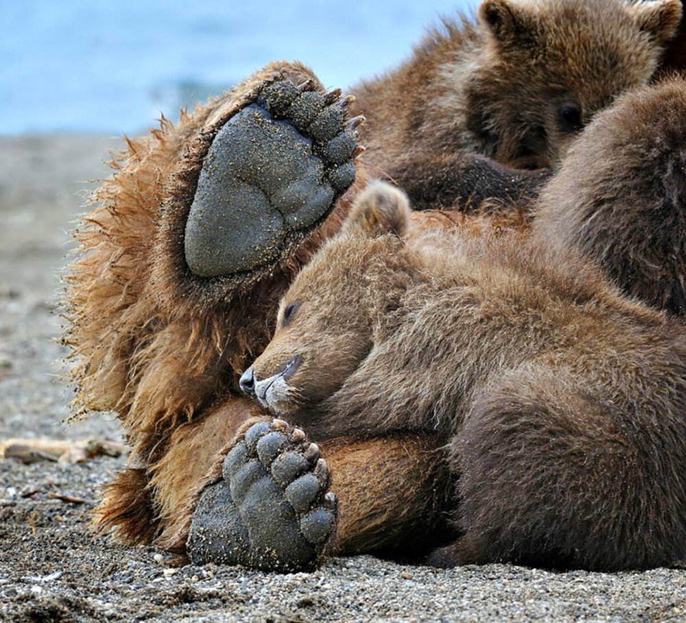 Лапы медведя