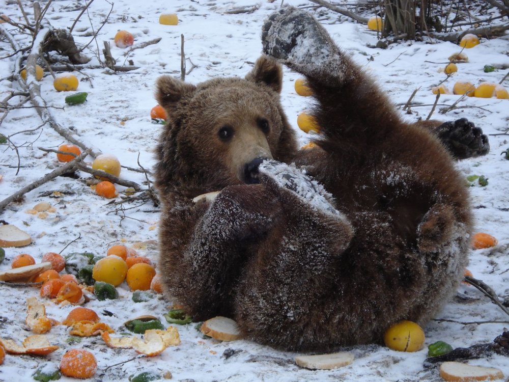 Еда медведя