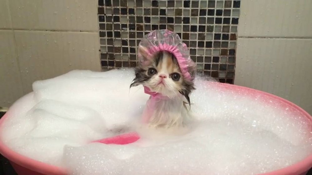 Котенок в ванне
