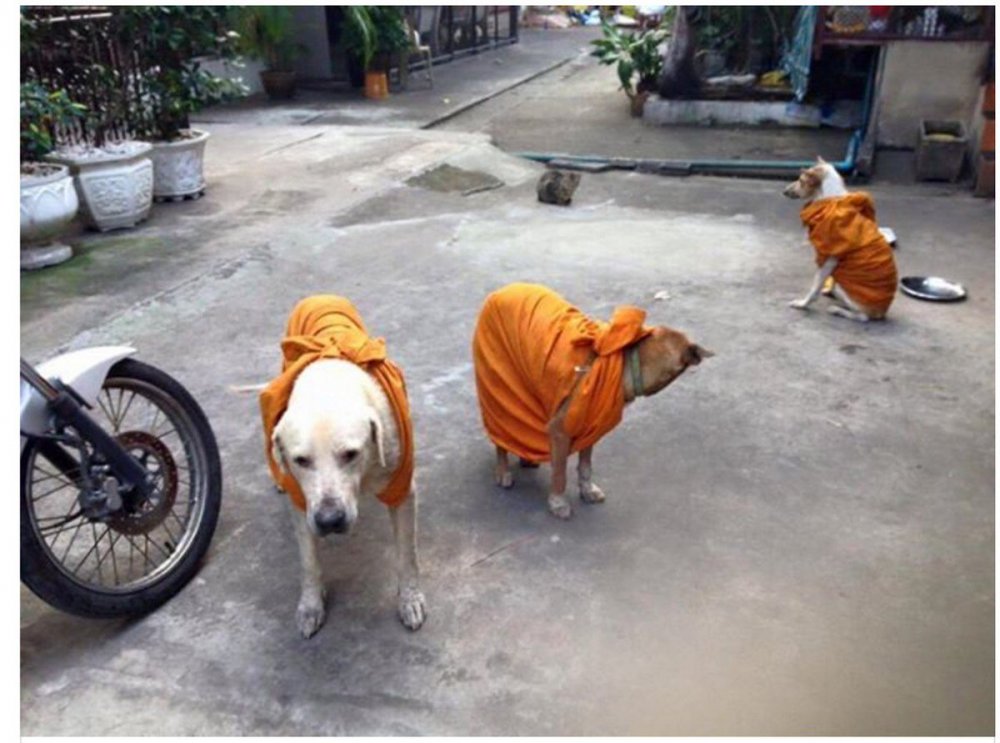 Отношение в Таиланде к собакам