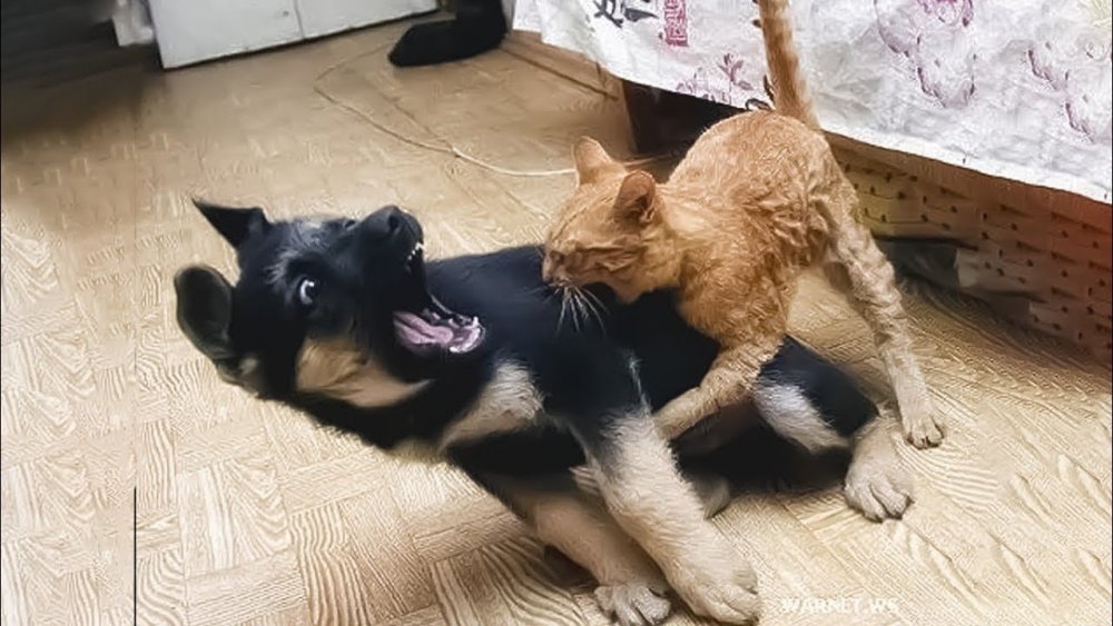 Кот и собака дерутся