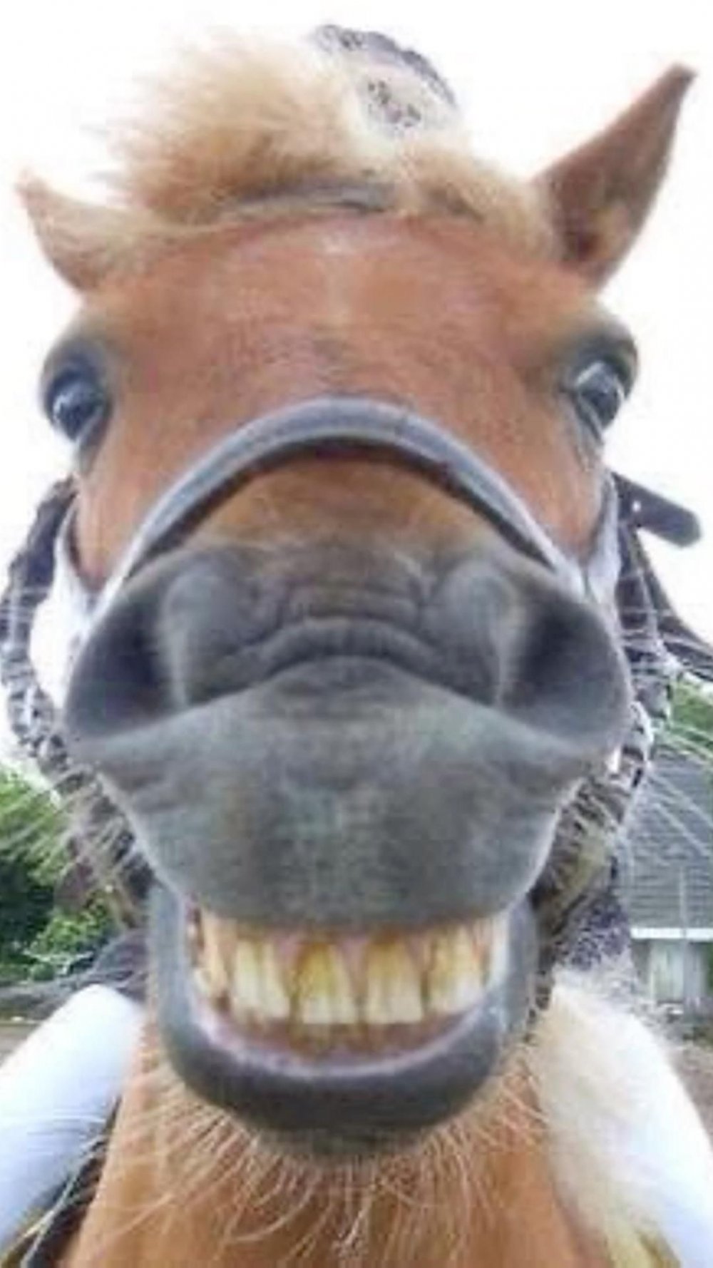Лошадь улыбается зубами