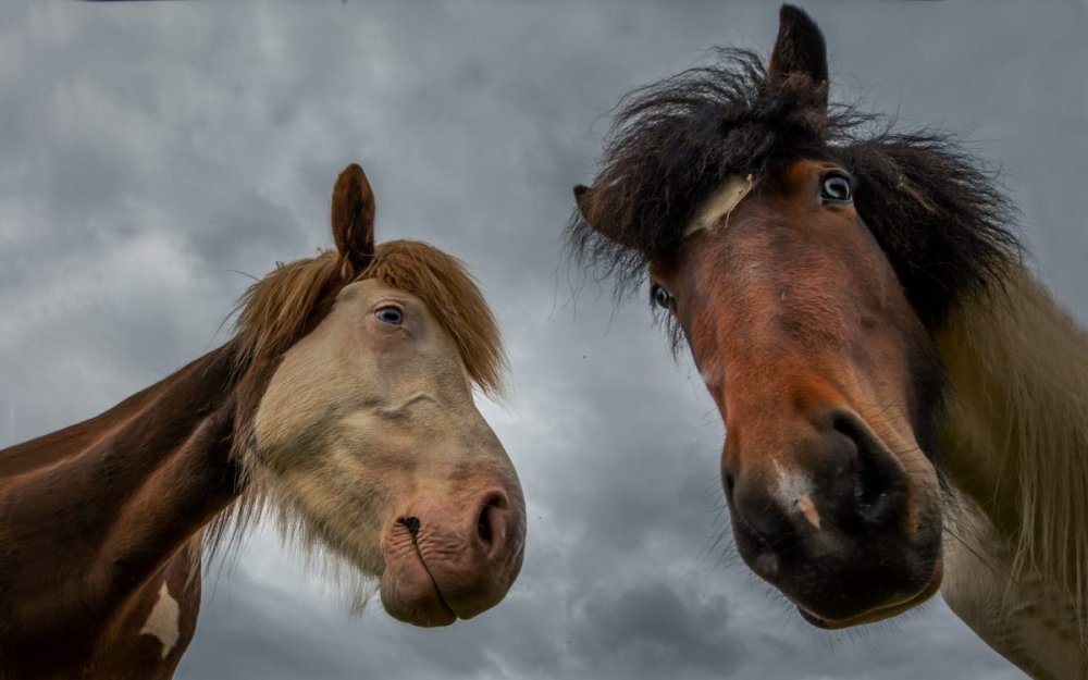Две лошади смешные