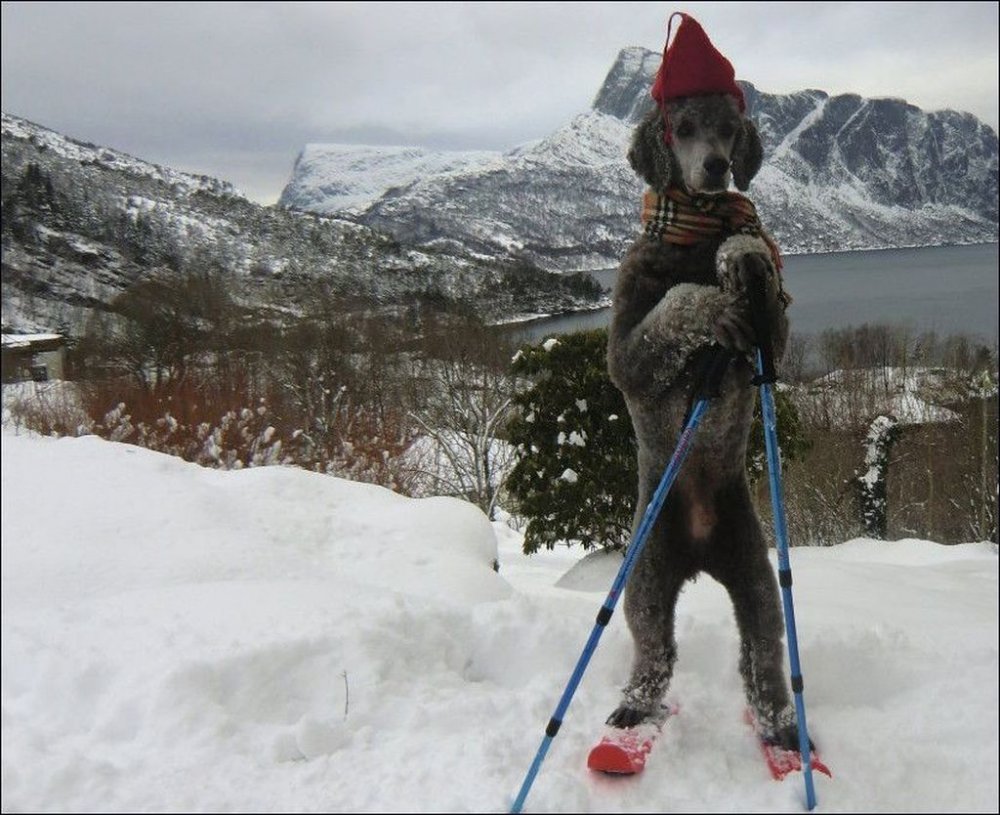 Собака катается на лыжах