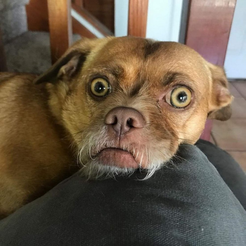 Собака с выпученными глазами порода