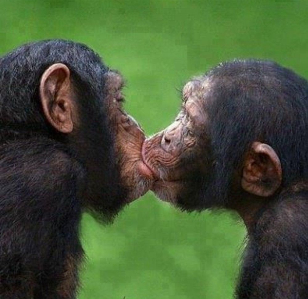 Поцелуй обезьяны