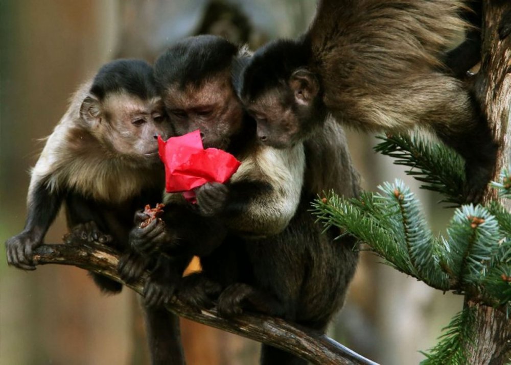Две обезьянки