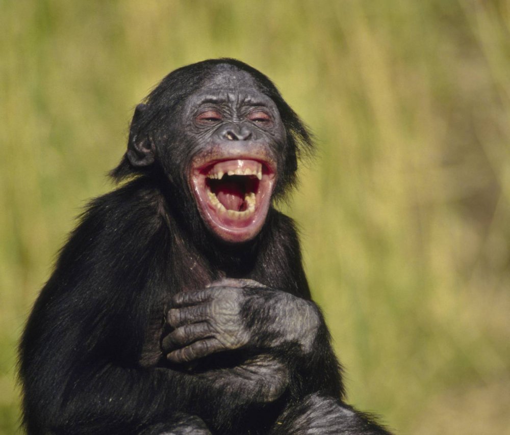 Шимпанзе смеется
