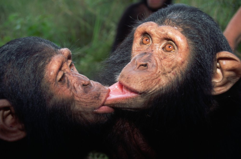 Поцелуй обезьяны
