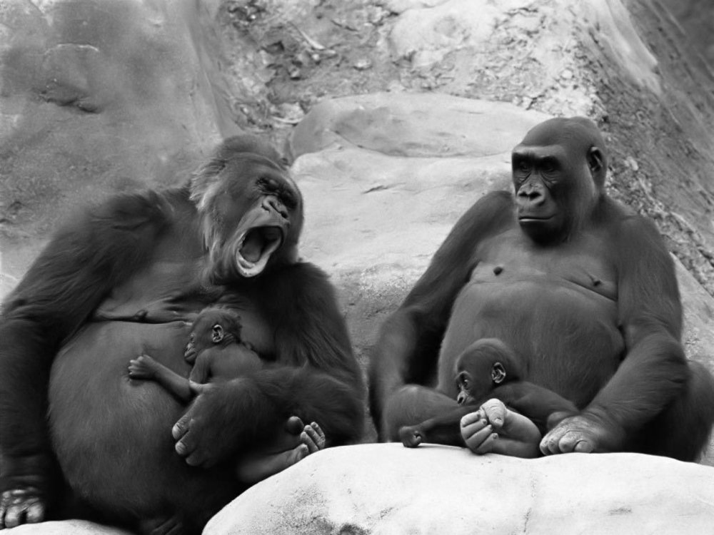 Две смешные обезьяны подруги