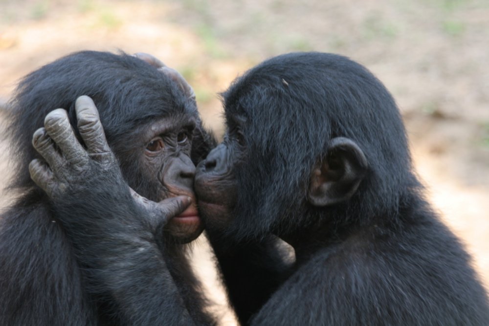 Обезьяны бонобо любовь