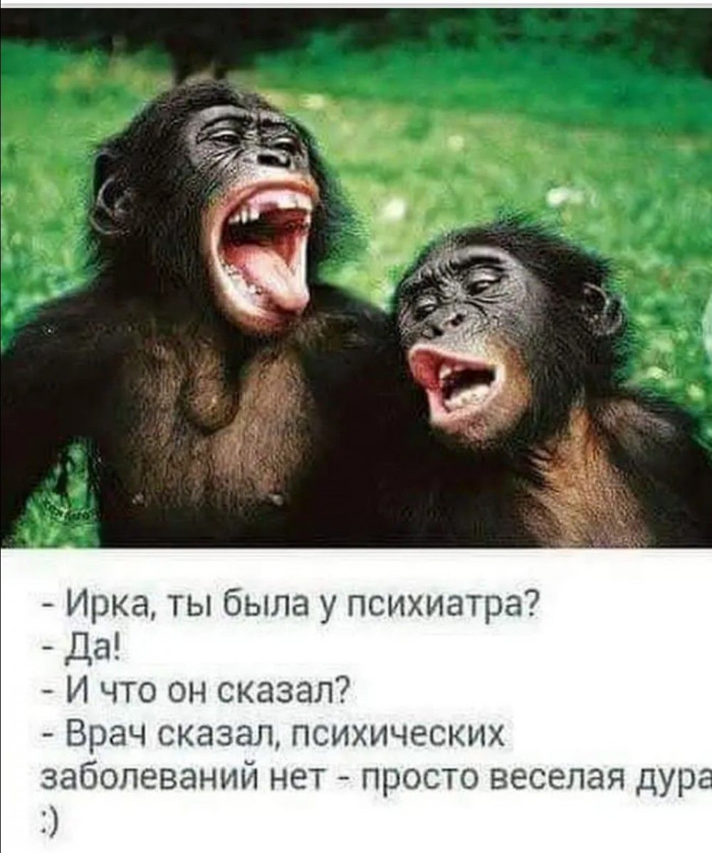 Две смешные обезьяны