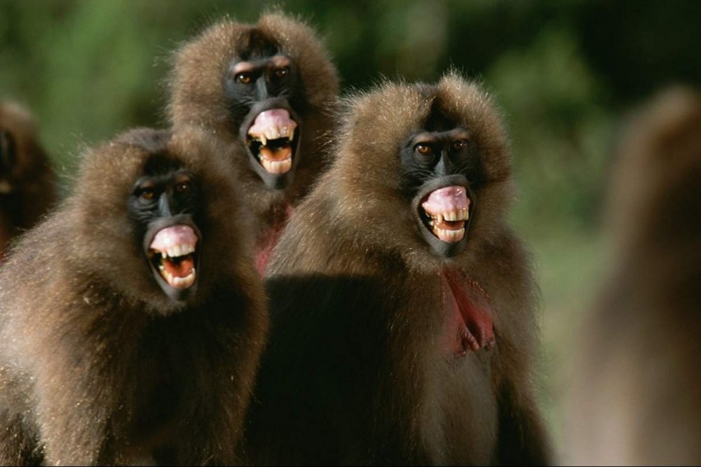 Три обезьянки