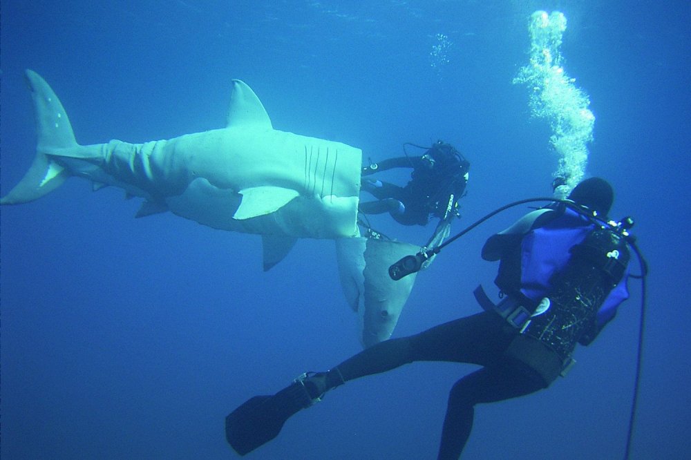 Жак Кусто с акулой