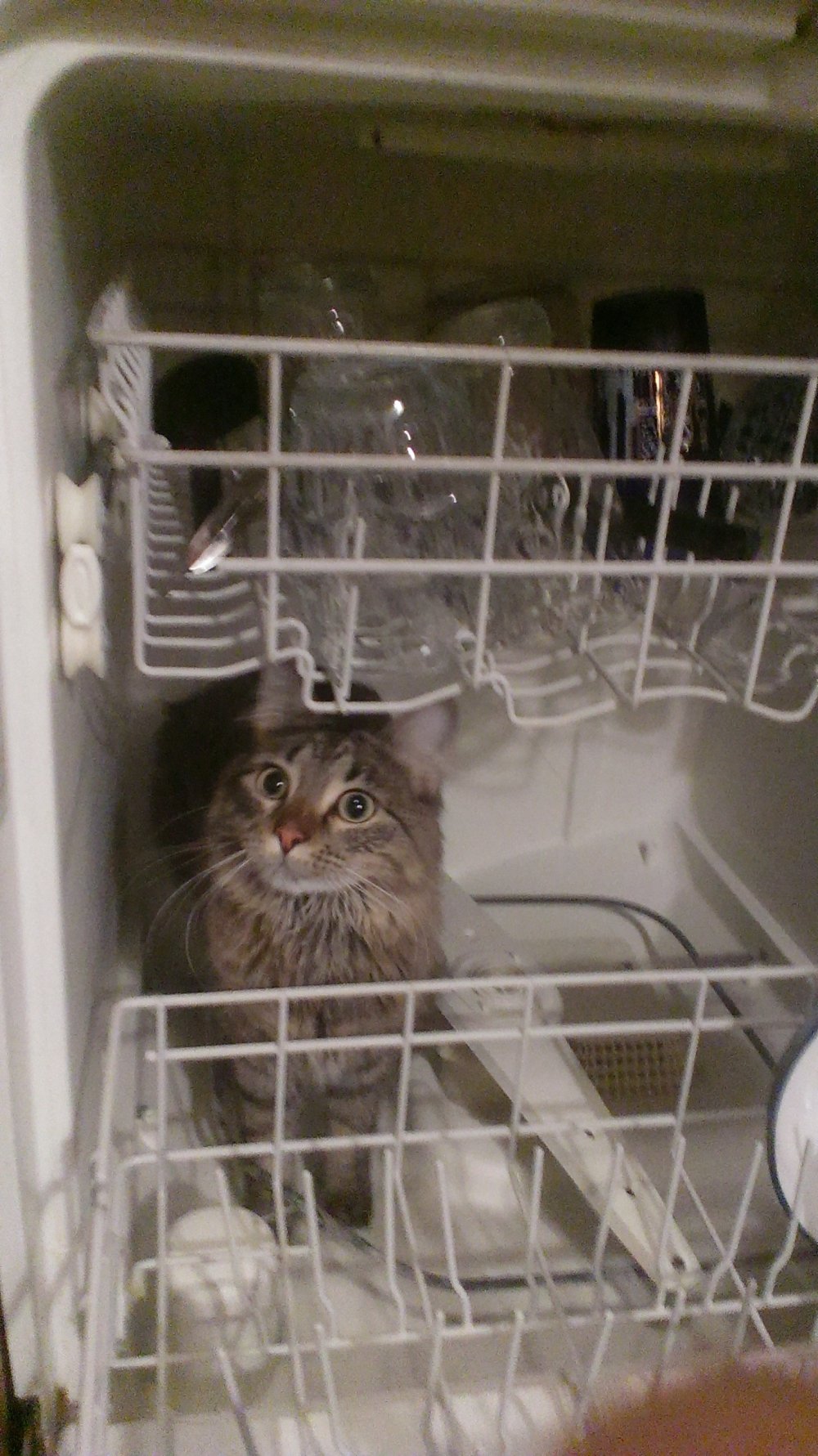 Посудомоечная машина и кот